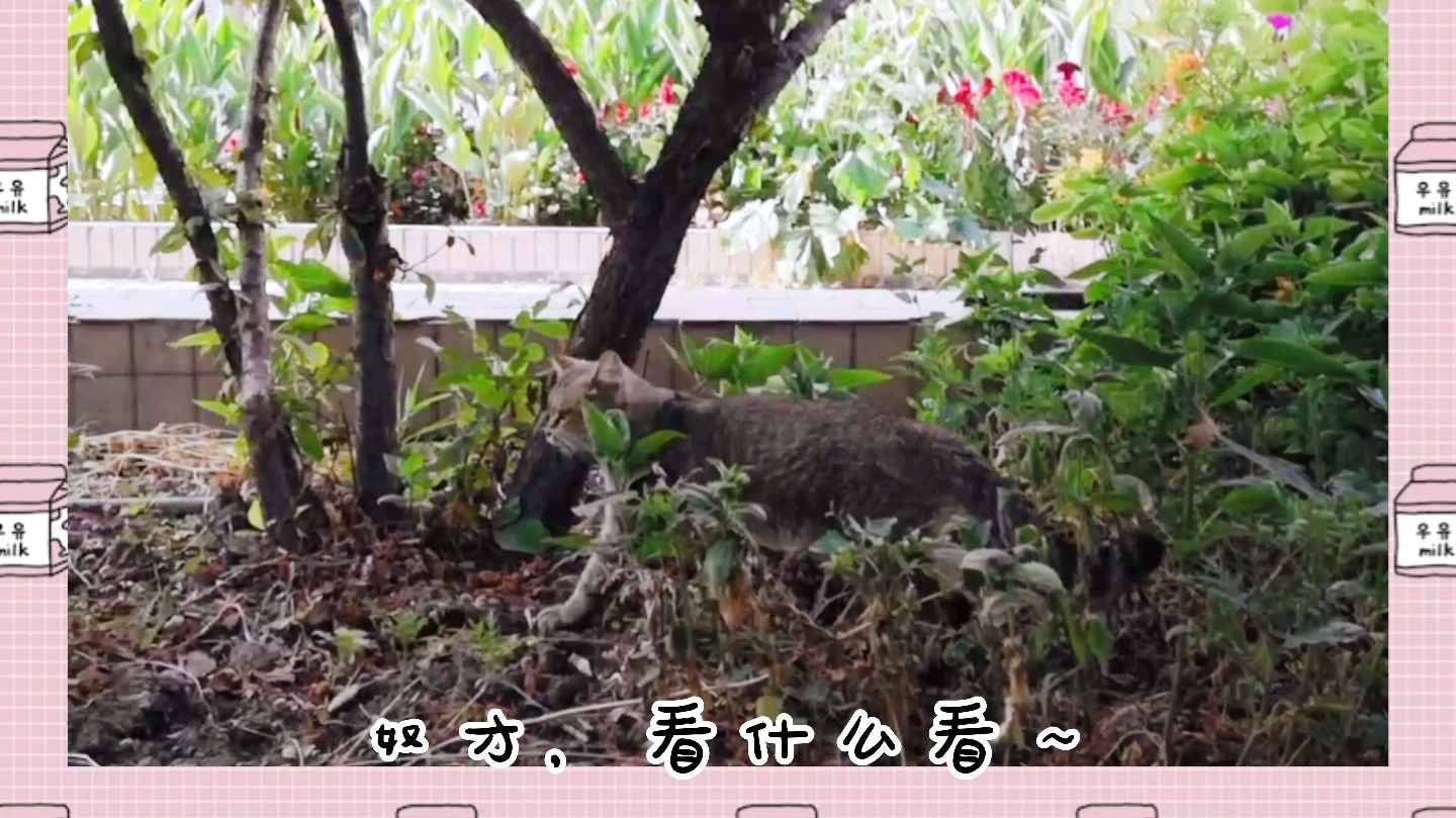 今天早上在学院看到一只猫,太可爱了,想扑倒~